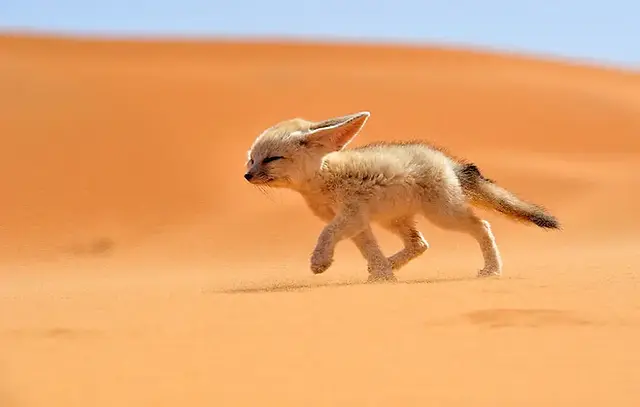 Fennec fox walking across desert sand