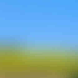 Flowering landscape shaped by seasonal conditions that influence honey harvests