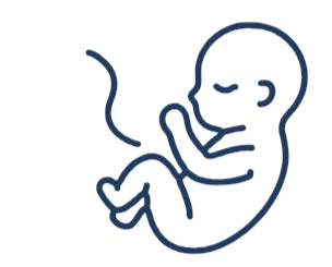 sketch of a baby in utero