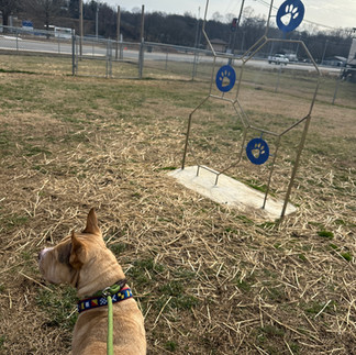 Elkin Dog Park, Elkin NC
