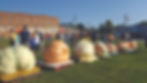 The Great Pumpkin Weigh-Off, Elkin NC