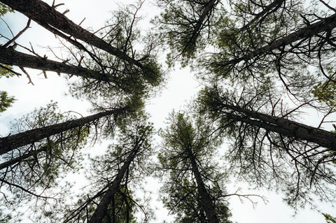 Upward view of tall ponderosa pine trees with trunks rising into the sky and branches overhead.