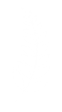 Planta curva - Branco.png