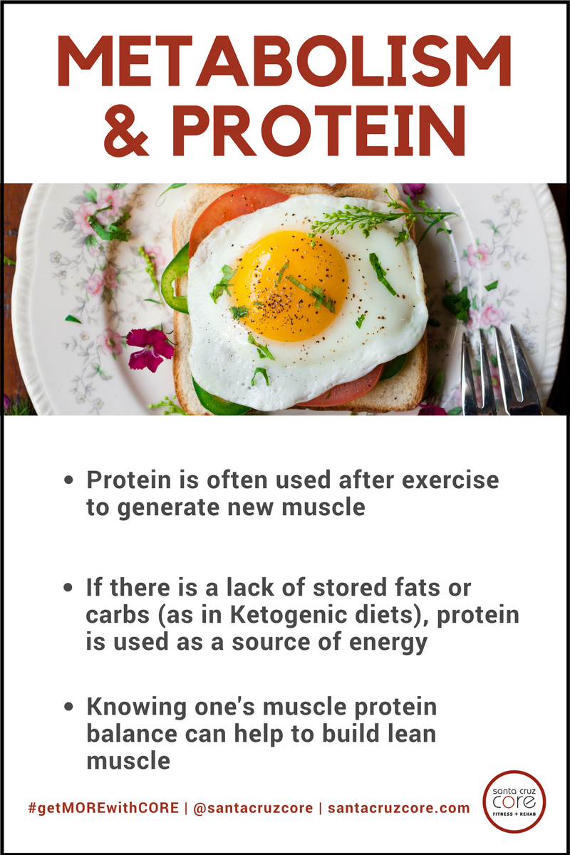 Protein Metabolism meme