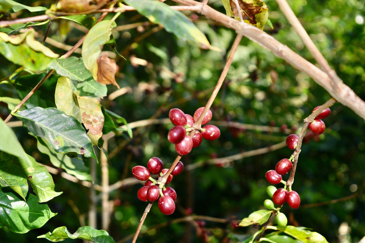 Nagua Coffee Roasters