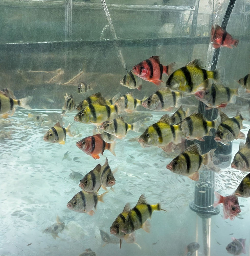 סומטרה גלואו