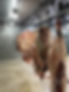 Hanging Beef.JPG