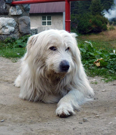 lensensechoes - pets are cute