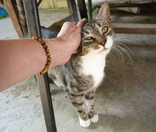 lensensechoes - pets are cute