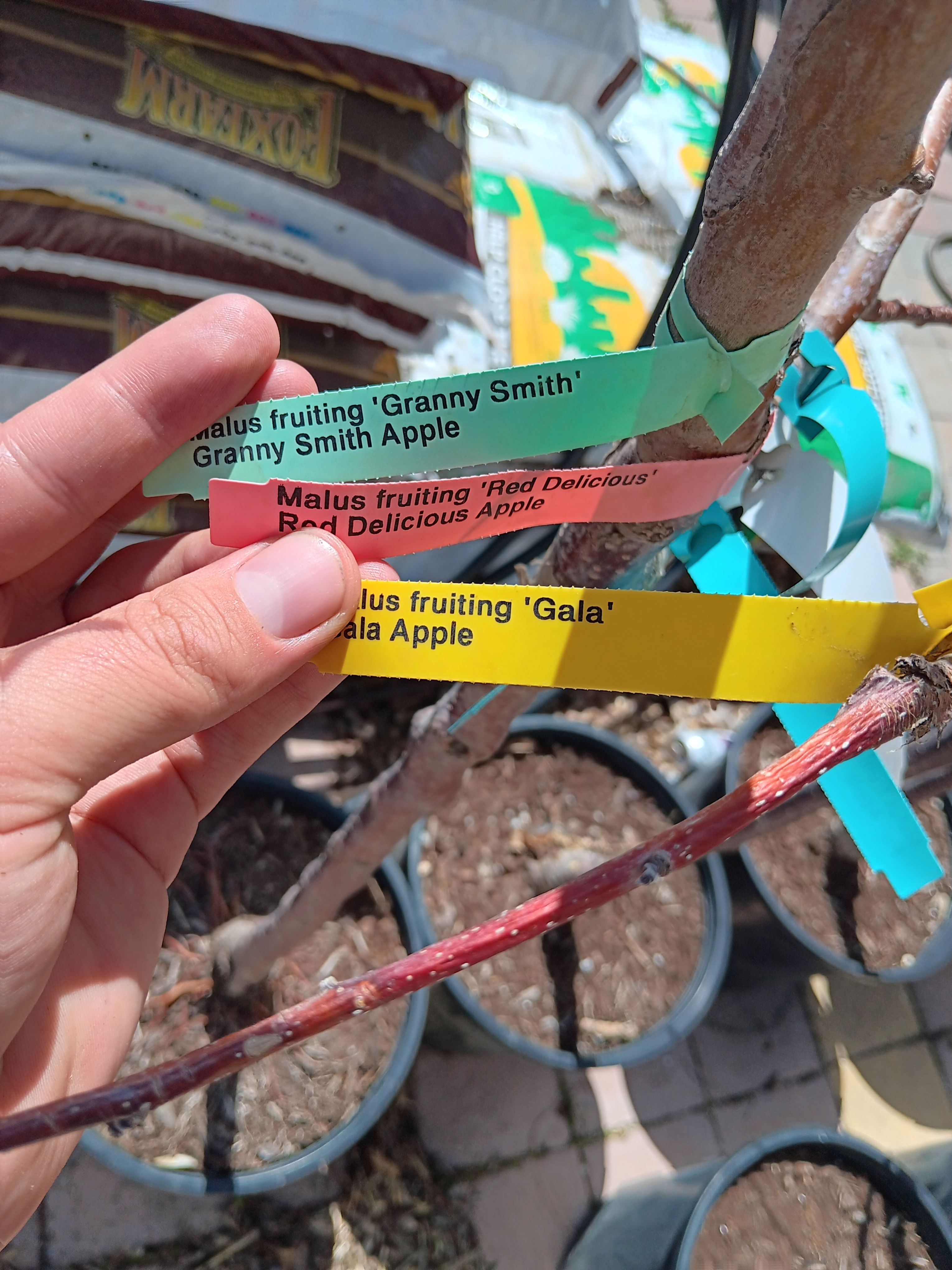 Fruit Trees: 4 Variety Grafted Apples