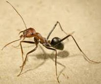 ants1.jpeg
