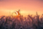 pexels-pixabay-533982.jpg