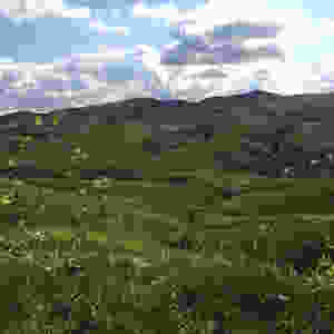 Photo of wide-sweeping hillsides, up-reaching mustard plants and vollumous clouds.