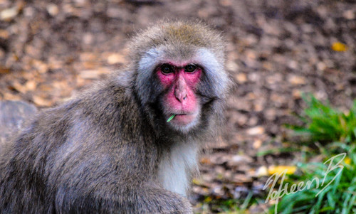 Japanese monkey様 Japanese Monkey 2190 | Wymask Futuristic Poster