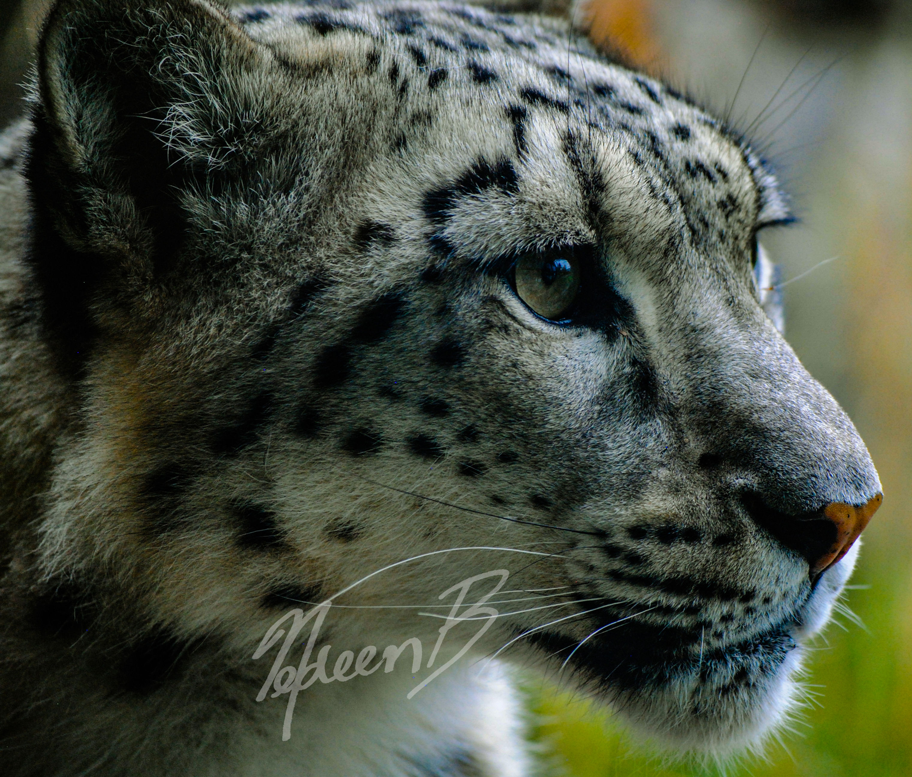 Snow Leopard Gaze