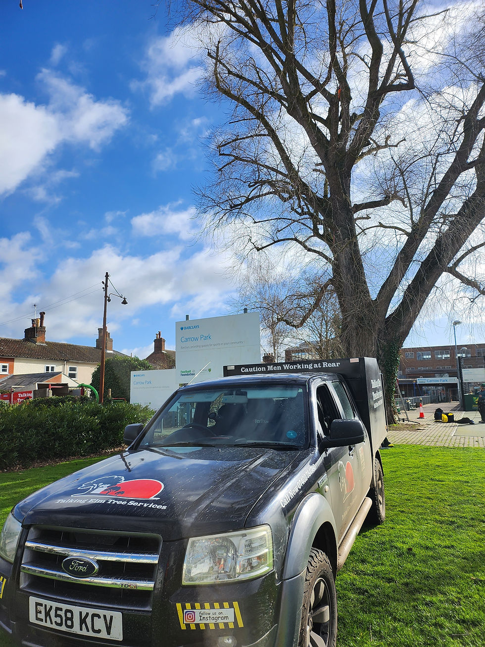 Working on the black poplar at NCFC