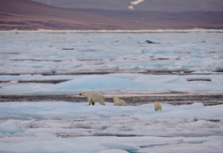 Polar Bear