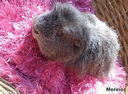 Merino