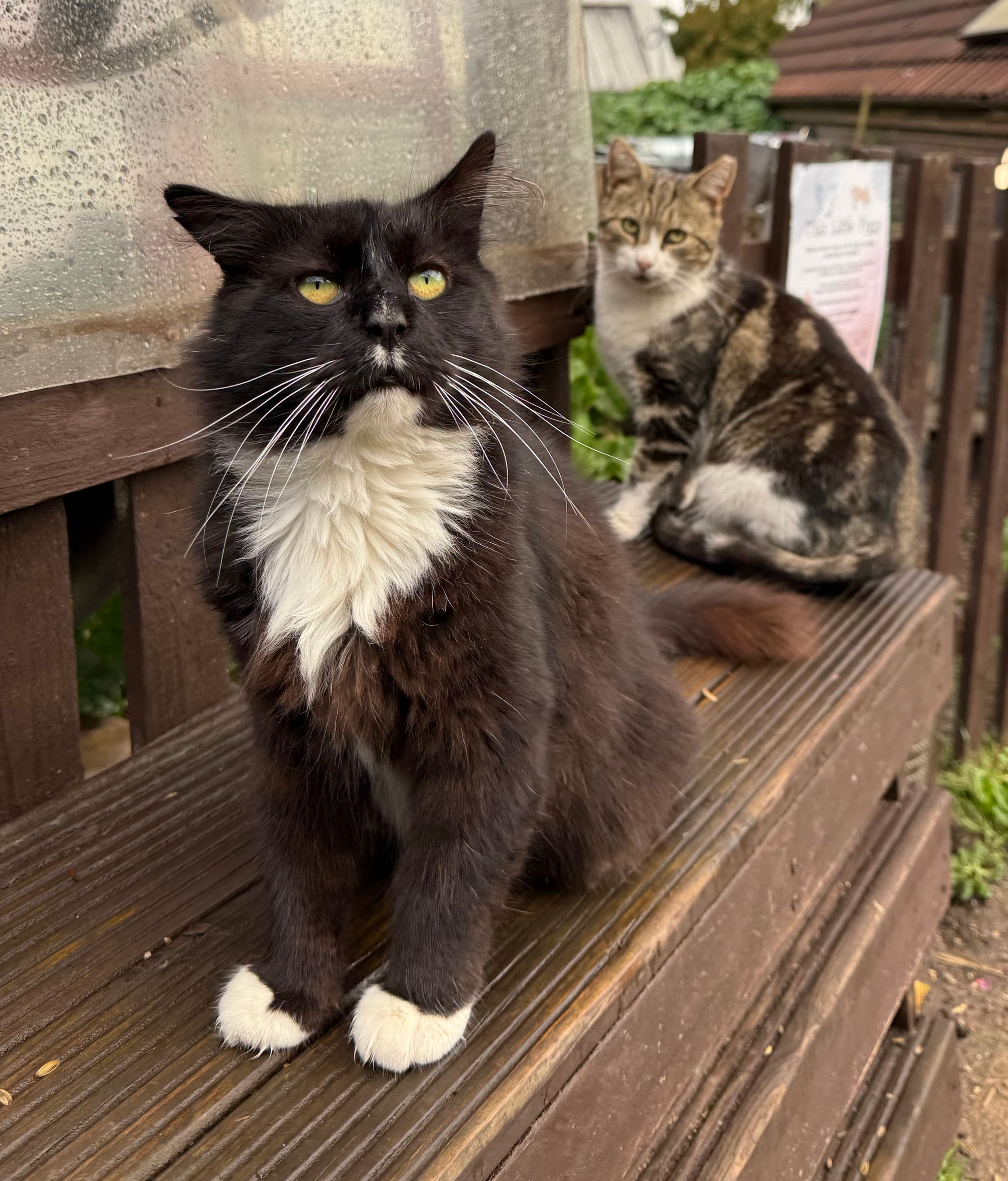 Dinner for Digger & Mouse (Farm Cat Food)