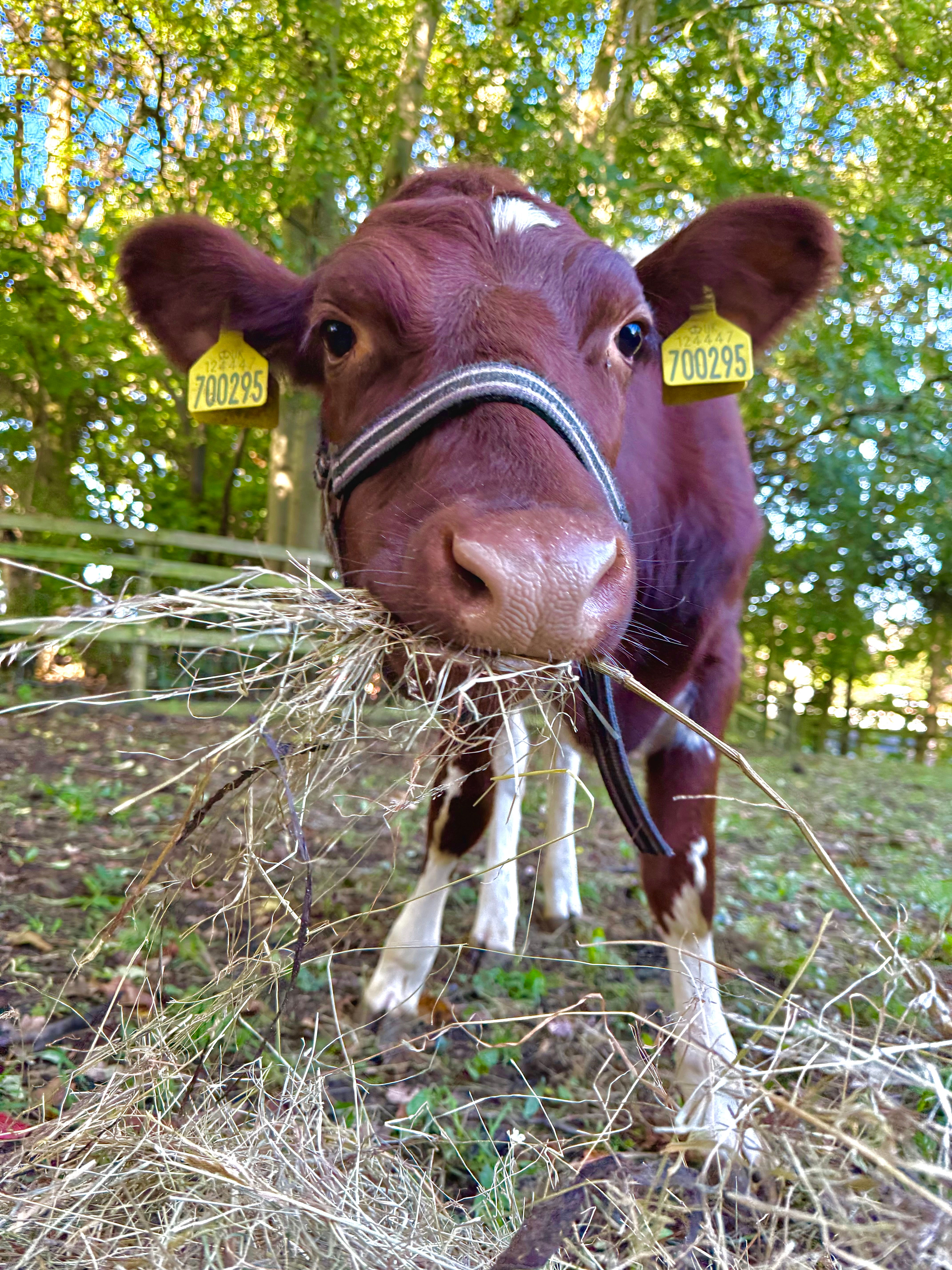 A Month of Feed for a Farm Cow