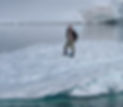 Posing on an ice-flake.JPG