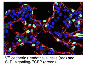 fluorescent bone marrow cells with blue DNA, red blood vessels, and green S1P signaling