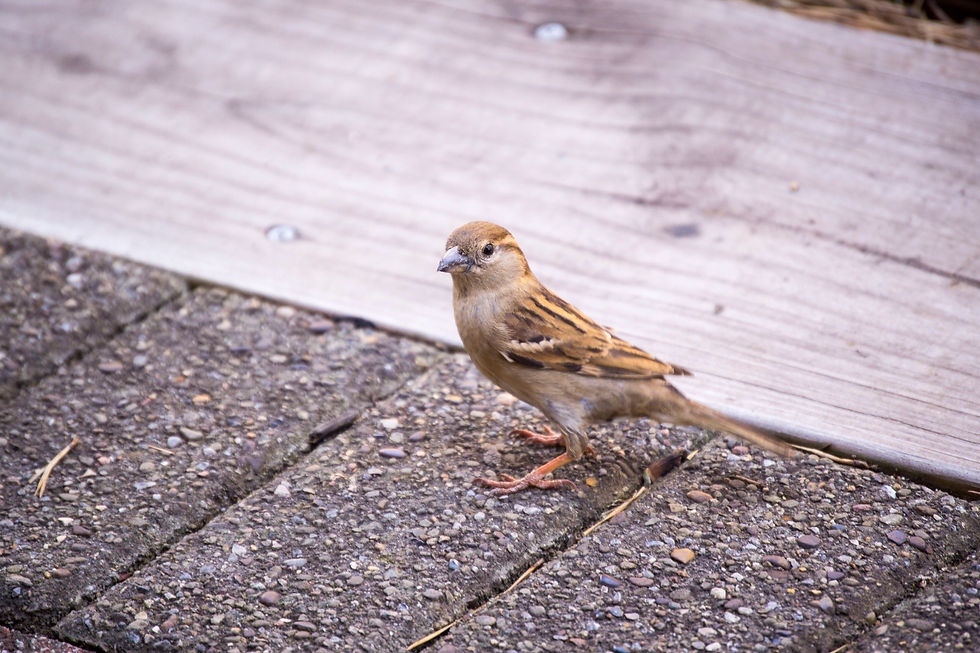 Bird by the tracks