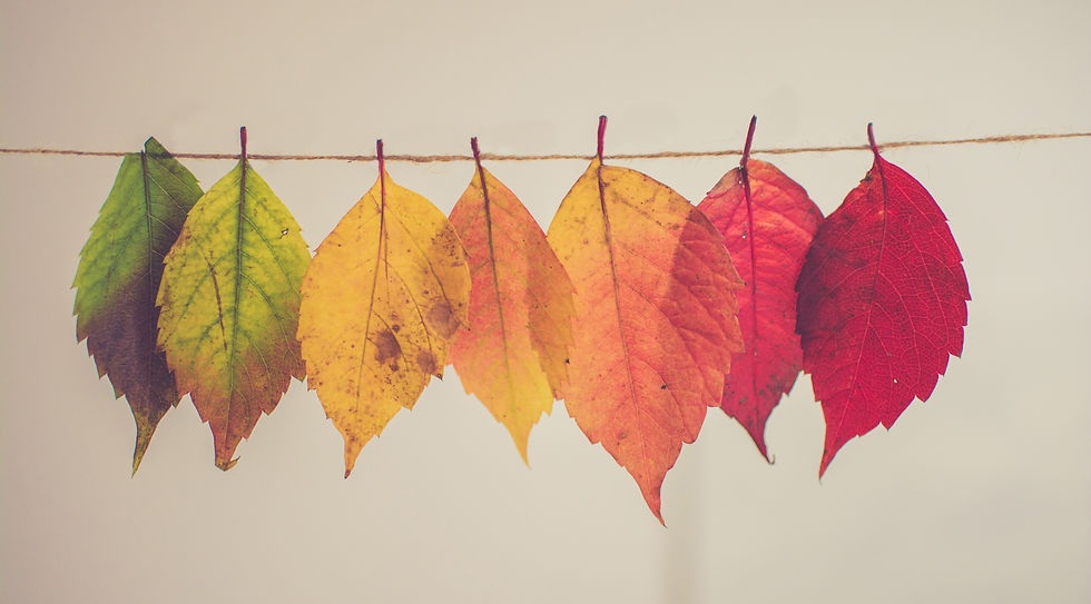 Colorful Autumn Leaves_edited.jpg