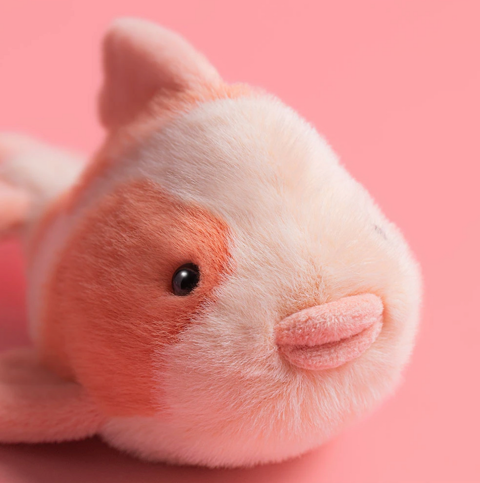 Fancy Carp Close up