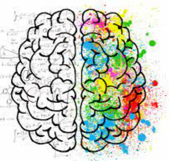 Les neurosciences - un cerveau
