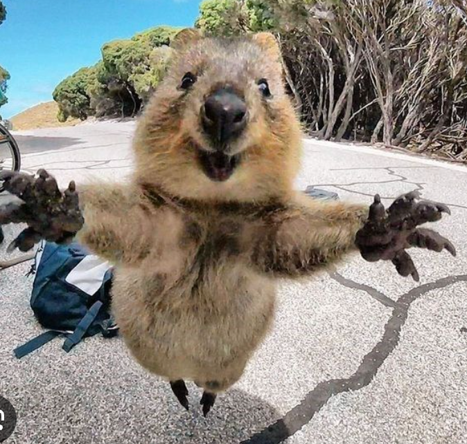 Un koala heureux - Joie