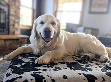 Arlo 2.jpg