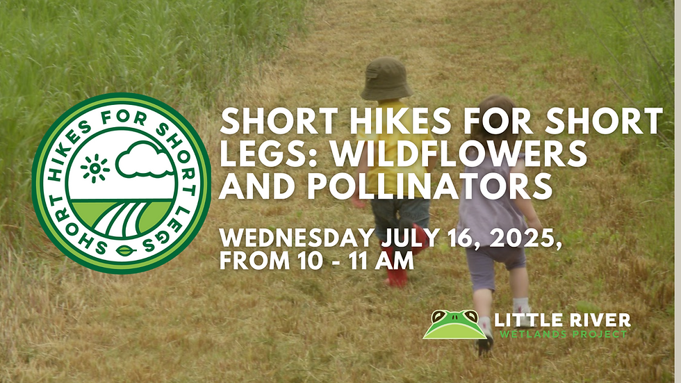 Short Hikes for Short Legs: Wildflowers and Pollinators