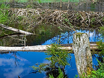 beaver-dam-6333888_1920.jpg