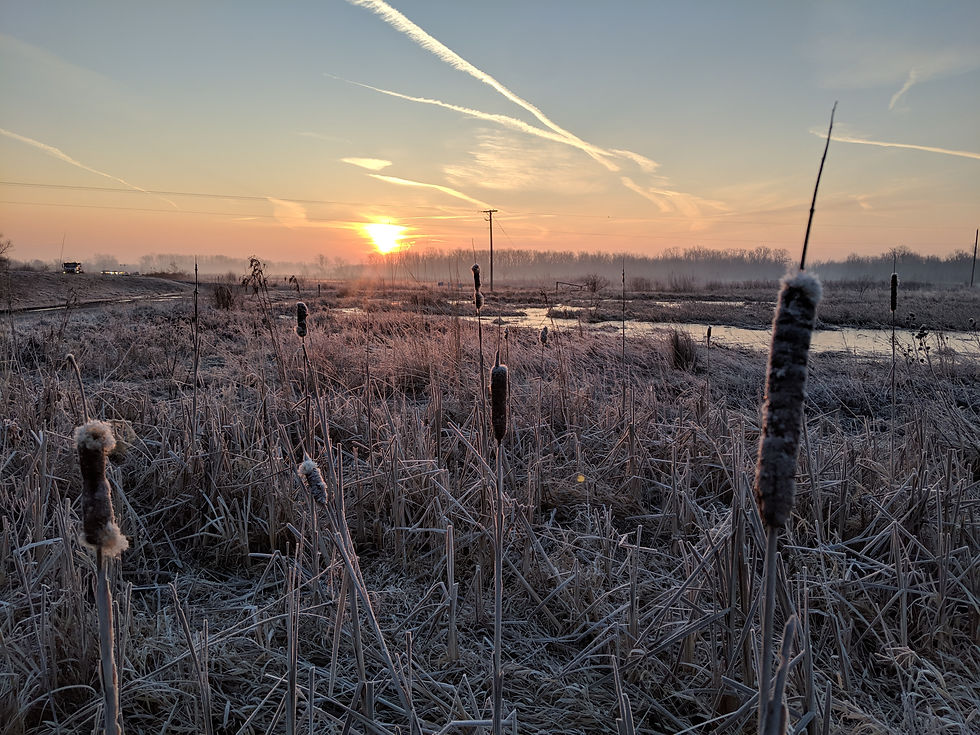 Walkin' in a Winter Wonder Wetland: Why This Season Matters More Than You Think