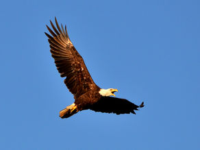 Bald Eagle: a symbol of our nation and conservation success