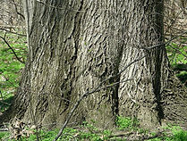 pinoak.JPG
