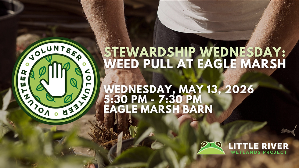 Stewardship Wednesday: Weed Pull at Eagle Marsh