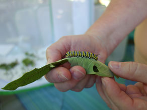 Monarch caterpillar