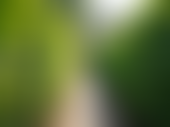 Your Guide to Nearby Hedge Trimming Services