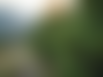 Maintaining Juniper Shrubs in South Yorkshire Gardens