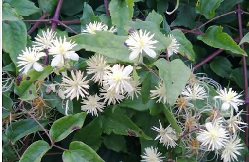 PLANT OF THE MONTH - Wild Clematis