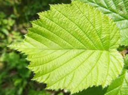 PLANT OF THE MONTH: Hazel