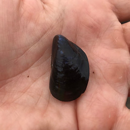 63940 pacific blue mussel_JC (2).jpeg