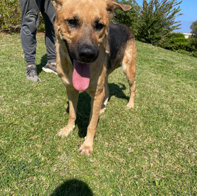 Rocco, born 2019