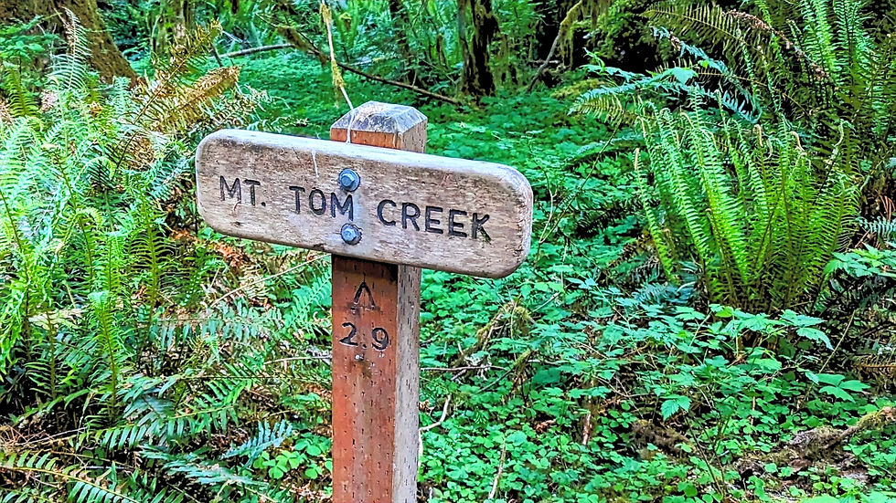 The Wild Compiled How to Plan the Perfect Backpacking Trip through the Hoh Rainforest in