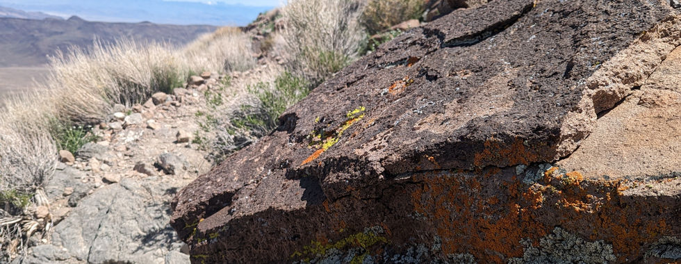 Orange, yellow, and white lichen adding color to the rocks of Death Valley along the Dante's Ridge Trail