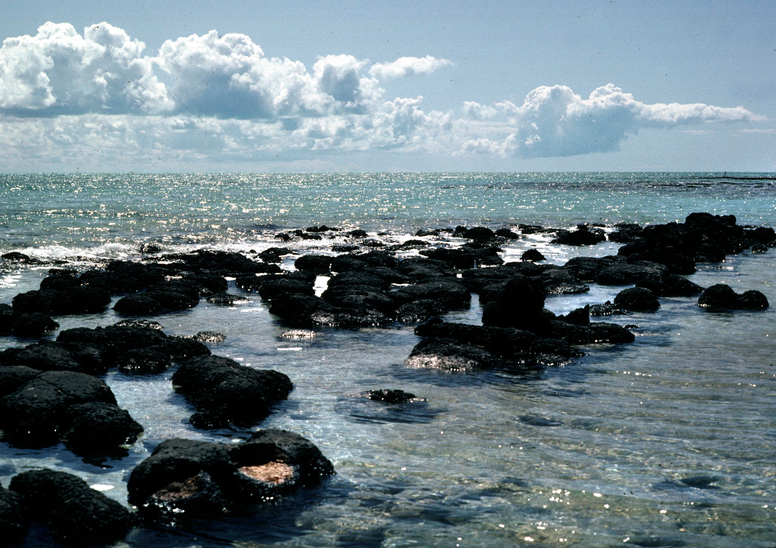 Coevolution of life and Earth | Nordcee