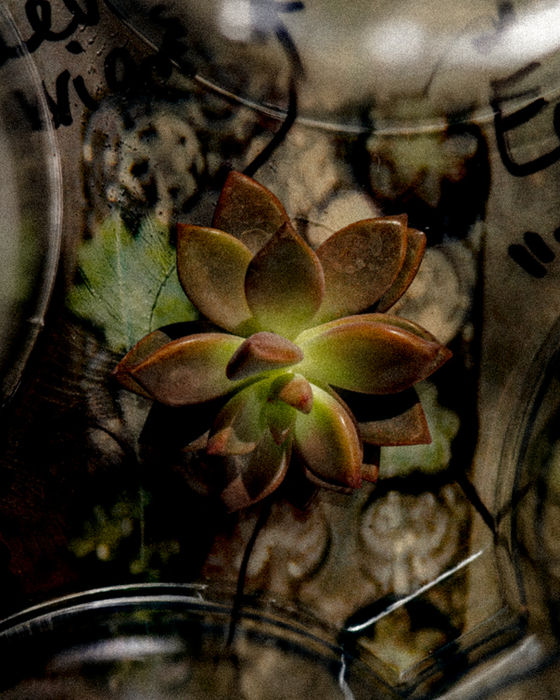 Polaroid  of succulents shot by Alex Libotte.