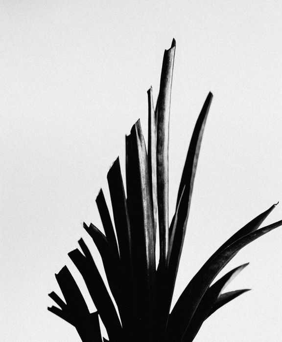 Black-and-white analogue photograph from Parts Unknown by Alex Libotte, showing a graphically cut plant arranged like a performance chart, symbolizing repression, measured control, and emotional restriction.